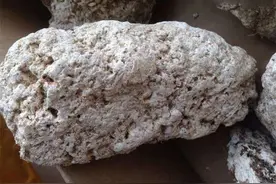 毁三观，这些名贵药材居然都是-翔？网友：太贵了图片