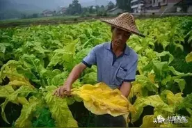 烟叶种植有奖补，这些政策要晓得——2020年烟叶种植奖补办法图片