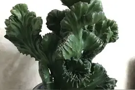 镇宅护主的玉麒麟，这么养，威武雄壮，真好看图片