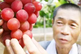日本的葡萄按颗卖！一颗要80元，为什么会这么贵呢？视频封面