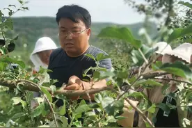 苹果丰产园增效管理重点技术措施图片