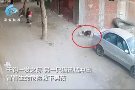 肝胆相照：男孩为救猫向狗扔石头反被扑倒，猫咪马上飞奔揍狗图片