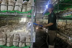 见闻 | 云城区长官村：剑花食用菌催生贫困户“致富花”图片