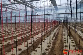 【甘肃省决战决胜脱贫攻坚】天水秦州区：“西菜南移”高起点助力脱贫攻坚图片