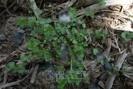 每日一草：婆婆纳图片