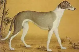 婚恋文化与狗：美女们谈恋爱时最需要的是什么？居然是一条好狗图片