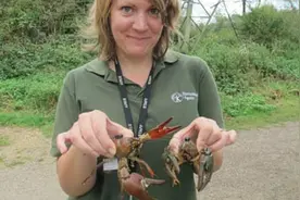 1970年从美国引进的小龙虾，是请中国吃货都解决不了的问题图片