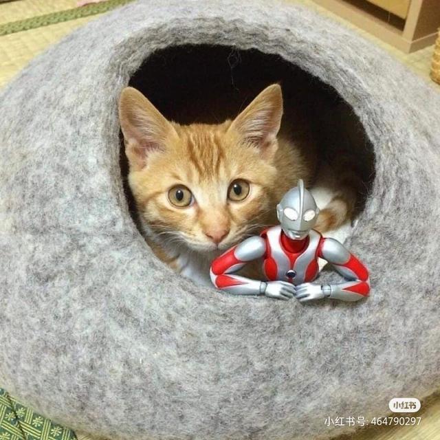 猫咪和奥特曼的故事