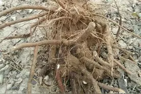 这4种假花，养花人几乎都上过当，入手时要谨慎图片