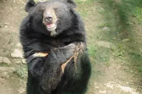 故事：遭遇大熊（历险故事）图片