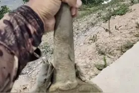 千岛湖“二十斤大鳖”爬上岸，被岸边钓鱼人捕获，是保护动物？图片