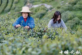 【十堰】采茶人：5万次弯腰采摘 才能做一斤春茶图片