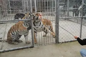 人类为何不能驯化老虎？动物被驯化的6个条件，老虎有3个不满足图片