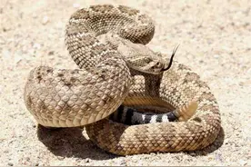 响尾蛇的尾巴原来是这样发出声响的，学习了！图片