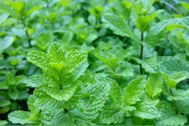 种出优质高产薄荷并不难，只要记牢“土肥水种密保管工”8字口诀图片