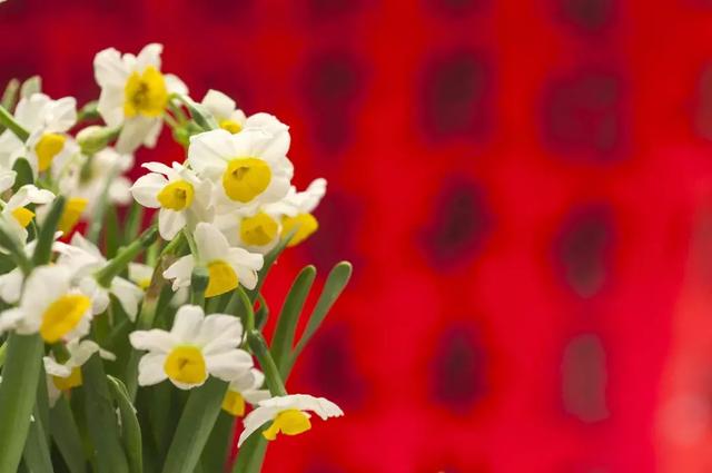 迎春看花,这些寓意你可能并不知道