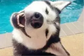 哈士奇的基因总能增加一些邪性？看完它们你就知道为什么了图片