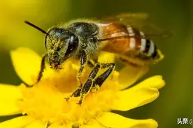 蜂产品出口接连下降，蜂王浆也未能幸免，都给蜂蜜搞“凉了”？图片