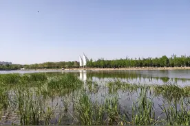 石家庄市这个僻静的"绿色氧吧"公园，游客很少却是垂钓者的天堂图片