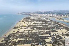 莆田市各海带养殖基地抓紧采收图片