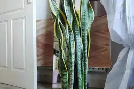 在西安租房住的第二年图片