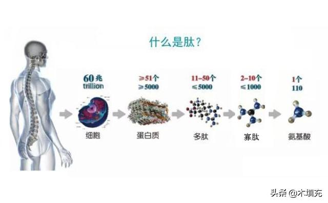 绉戞櫘涓€涓嬶紝鑳跺師铔嬬櫧锛堟洿鏂帮級