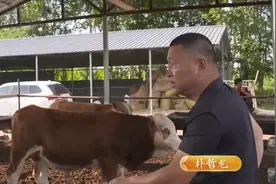 吉林大叔回乡养黄牛，年销售额达2000多万元，带动农户一起致富图片