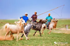 当彪悍的套马汉子遇上生猛的烈性儿马图片