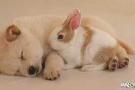 58个可爱“狗狗名”，每天汪汪汪，带给主人欢乐图片