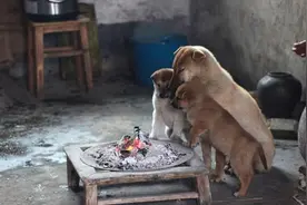 农村火炕污染环境？盘点各地农村的取暖方式，你认为哪一种更环保图片