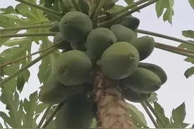 亦蔬亦果的番木瓜简单种来吃？种子直播，半年开花，注意防治蚜虫图片