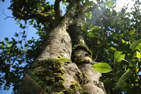 茶山行攻略｜云南春茶季上山，哪些装备是必不可少的？图片