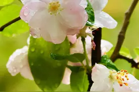 照片点评：如何拍好花卉，请绕着这3个“坑”走图片
