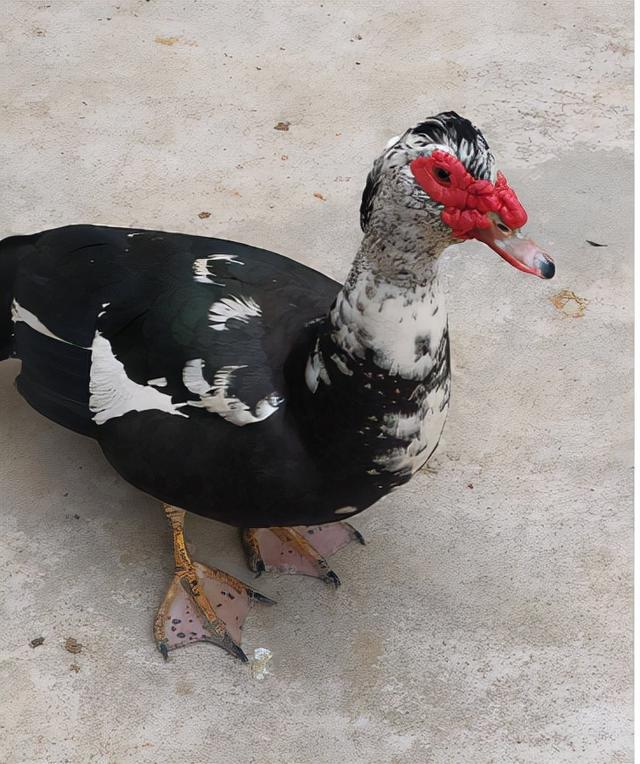 同鸭不同命:肉质更鲜美,价格更高的番鸭,为何却很少人养殖?