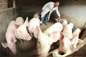 养猪亏损，有场逆势增栏，有场剥离其他业务全力养猪，不怕亏钱吗图片