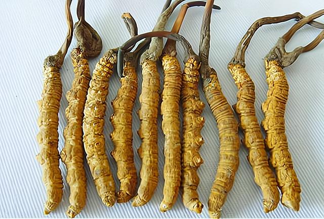 虫草价目表2021 2026年虫草价目表2026