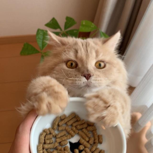 猫必须的11种氨基酸都是干啥的？牛磺酸其实是猫合成胆盐用的