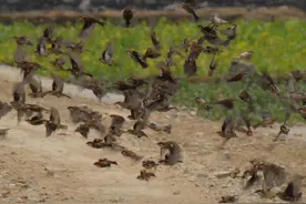 农村鸟类“新四害”泛滥，大量破坏农作物，村民：不敢吃，不敢捕图片