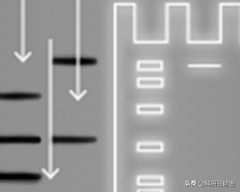 Western Blotting技术之电泳