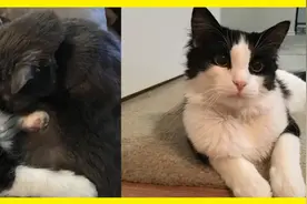 老猫去世前的一个月，流浪小猫闯进家门，主人：它在继续守护我图片