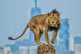 内罗毕传奇的莫西干雄狮父子图片