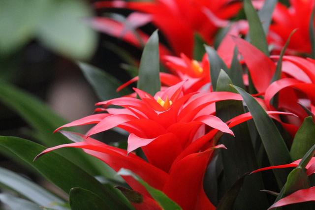 鸿运当头怎么养长得快,如何进行繁殖