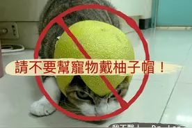 兽医再三叮嘱：别帮宠物戴柚子帽图片