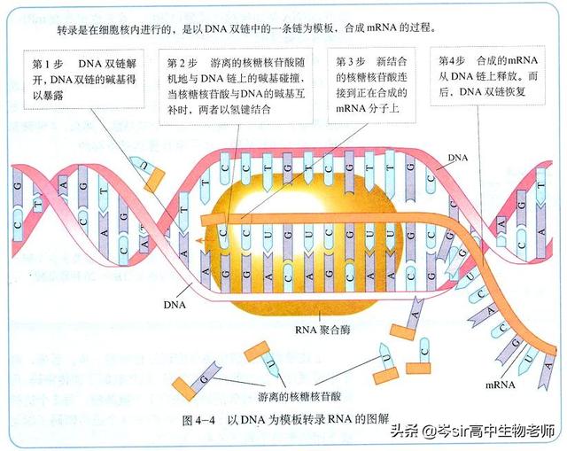 基因指导蛋白质的合成 高中生物重点知识梳理