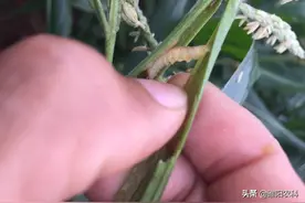 超强的农药配方，能将青虫、钻心虫、介壳虫等害虫全杀图片
