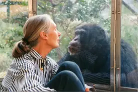 比利时女子爱上一头黑猩猩，人类和动物谈恋爱，会有什么后果？图片