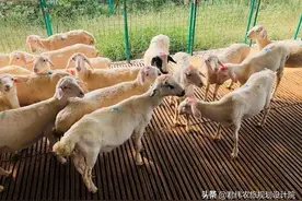 2020年农村养殖业无息贷款怎么办理？申请条件有哪些？图片