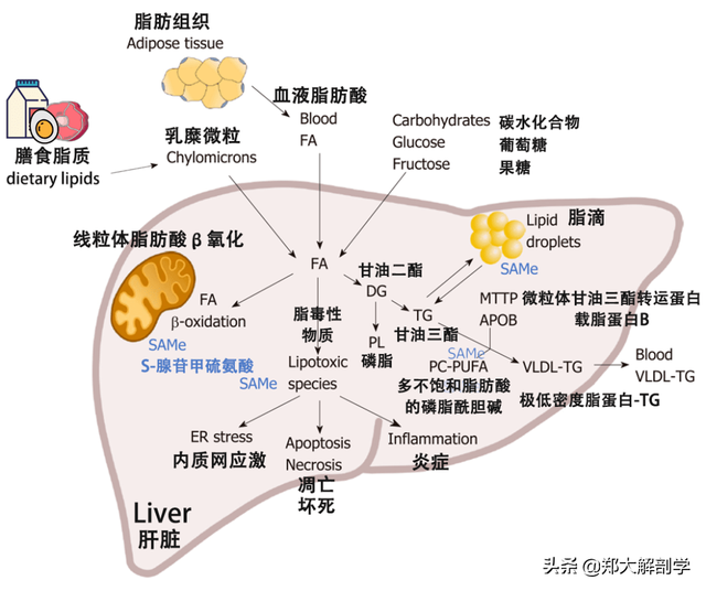 肝脏主要功能及损伤表现