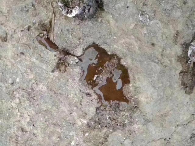 硫酸粘杆菌素在畜禽上的应用