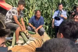 河南马戏团逃脱老虎为非法繁育，出租者无资质被判十年徒刑图片